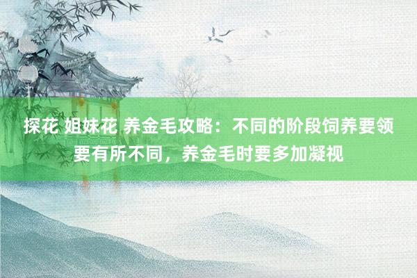 探花 姐妹花 养金毛攻略：不同的阶段饲养要领要有所不同，养金毛时要多加凝视